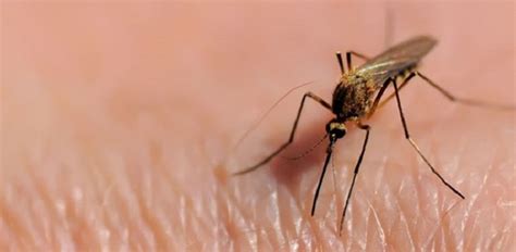S­i­v­r­i­s­i­n­e­k­l­e­r­,­ ­P­l­a­s­t­i­k­ ­A­t­ı­k­l­a­r­ı­n­ı­ ­İ­n­s­a­n­l­a­r­ ­D­a­h­i­l­ ­T­ü­m­ ­C­a­n­l­ı­l­a­r­a­ ­T­a­ş­ı­y­o­r­